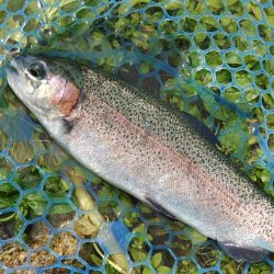 たくさん釣って大物もキャッチ ～高島の泉～